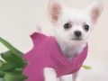 खेल प्यारा Puppies पहेली  ऑनलाइन