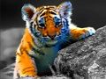 खेल जंगली बच्चे जानवर आरा  ऑनलाइन