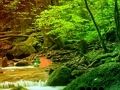 खेल शांतिपूर्ण इंद्रधनुष वन से बच  ऑनलाइन