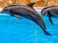 खेल Sea Dolphin Jigsaw ऑनलाइन