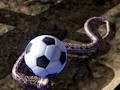 खेल Python Snake Simulator ऑनलाइन
