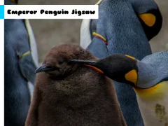 खेल Emperor Penguin Jigsaw ऑनलाइन