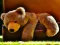खेल Plush Teddy Bear ऑनलाइन
