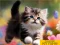 खेल Puzzle Sliding Kittens ऑनलाइन