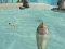 खेल Shark Simulator Beach Killer ऑनलाइन