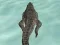 खेल Crocodile Simulator Beach Hunt ऑनलाइन