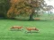 खेल Hunted Fox ऑनलाइन