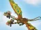 खेल Dragons: Drachenrennen ऑनलाइन