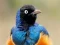 खेल Animal Puzzle: Wildlife & Logic ऑनलाइन