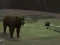 खेल Bear Den ऑनलाइन