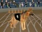 खेल Crazy Dog Racing Fever ऑनलाइन