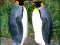 खेल Penguin Puzzle ऑनलाइन