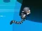 खेल Jungle Jump ऑनलाइन