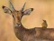 खेल Wild Deer Jigsaw ऑनलाइन
