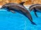 खेल Sea Dolphin Jigsaw ऑनलाइन