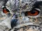खेल Wild owl Jigsaw ऑनलाइन