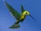 खेल Hummingbird House Escape ऑनलाइन