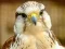खेल Gyrfalcon Jigsaw ऑनलाइन