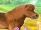 खेल My Dear Pony ऑनलाइन