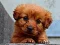 खेल Puppy Puzzle ऑनलाइन