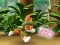 खेल Paw Patrol: Tracker's Jungle Rescue ऑनलाइन