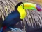 खेल Toucan Bird Jigsaw ऑनलाइन