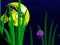 खेल Flash Fish Freddie ऑनलाइन