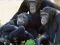 खेल Funny Chimpanzee Jungle Escape ऑनलाइन