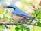 खेल Hidden Spots Birds ऑनलाइन