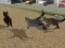 खेल Run Cat Cat Race ऑनलाइन