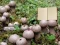 खेल Lycoperdon Mushroom Land Escape ऑनलाइन