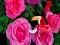 खेल Precious Rose Escape ऑनलाइन