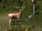 खेल Sniper Hunting Deadly Animal ऑनलाइन