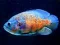 खेल Tiger Fish Jigsaw ऑनलाइन