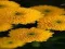 खेल Chrysanthemums Jigsaw ऑनलाइन