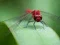 खेल Dragon Fly Jigsaw ऑनलाइन