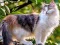 खेल Rotate Puzzle - Cats and Dogs ऑनलाइन