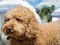 खेल Labradoodle Jigsaw ऑनलाइन