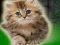 खेल Couple Kitten Escape ऑनलाइन