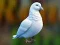 खेल Realistic Pigeon Rescue ऑनलाइन
