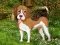 खेल Flower Garden Dog Escape ऑनलाइन