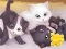 खेल Jigsaw Puzzle: Playing Cats ऑनलाइन
