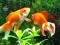 खेल Blue Fish Escape ऑनलाइन