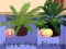 खेल Save the Plants ऑनलाइन