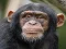 खेल Chimpanzee Jigsaw ऑनलाइन