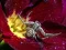 खेल Crab Spider Jigsaw ऑनलाइन