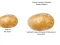 खेल Potato Construct 2 Edition ऑनलाइन