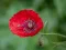 खेल Poppy Nature Flower Jigsaw ऑनलाइन