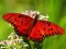 खेल Nature Jigsaw Puzzle Butterfly ऑनलाइन