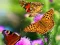 खेल Butterfly Slide ऑनलाइन